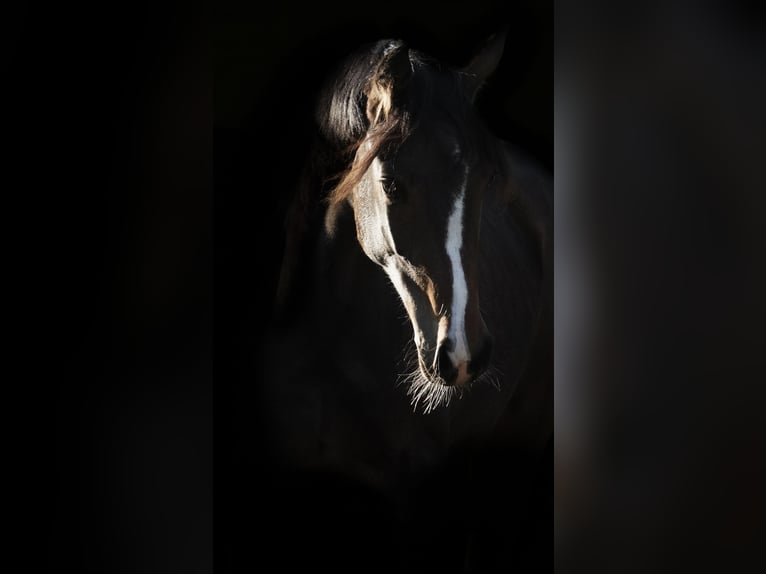 KWPN Sto 1 år 170 cm Brun in Nettersheim