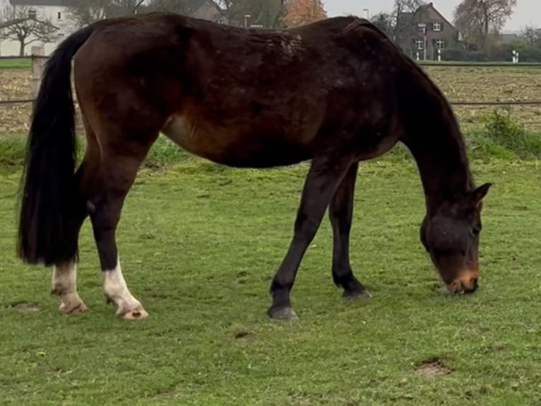 KWPN Sto 20 år 162 cm Mörkbrun in Kranenburg