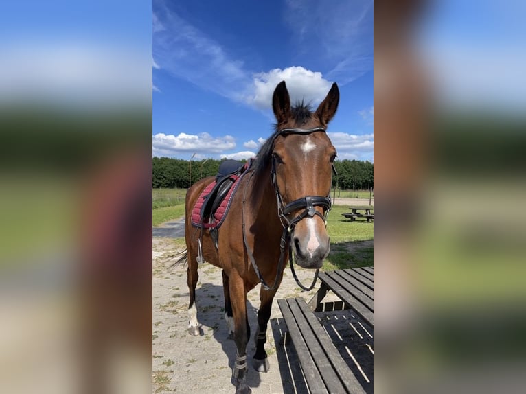 KWPN Sto 25 år 165 cm Rökfärgad svart in Zwolle