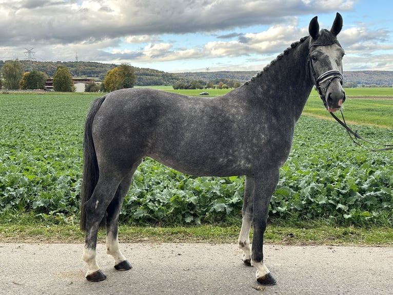 KWPN Blandning Sto 3 år 160 cm Grå in Riedlingen