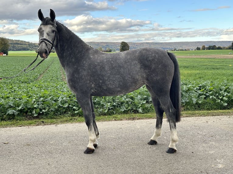 KWPN Blandning Sto 3 år 160 cm Grå in Riedlingen