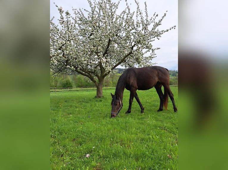 KWPN Blandning Sto 3 år 160 cm Mörkbrun in Oberndorf an der Melk