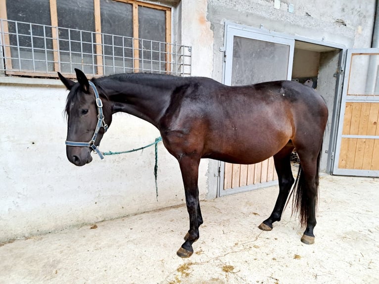 KWPN Blandning Sto 3 år 160 cm Mörkbrun in Oberndorf an der Melk