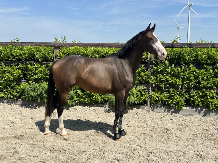 KWPN Sto 3 år 164 cm Mörkbrun in Zeewolde