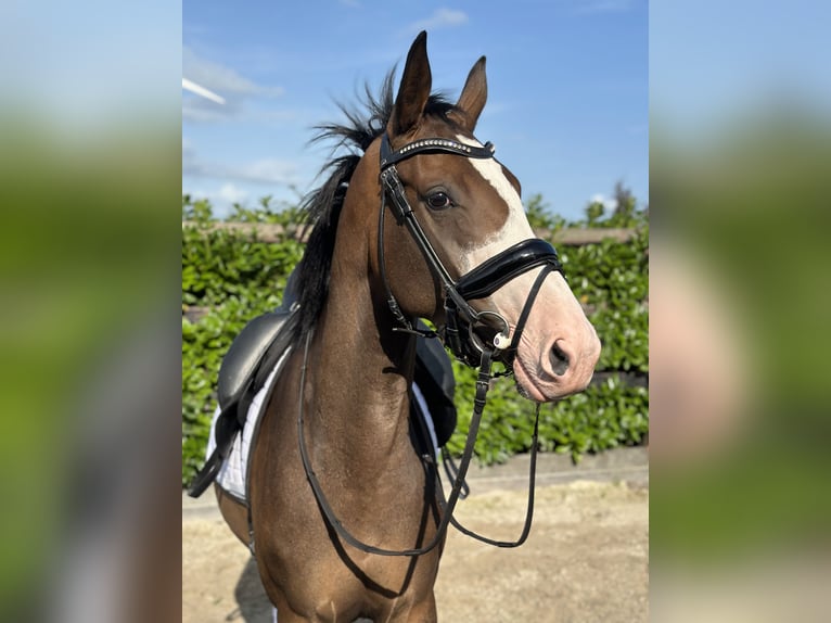 KWPN Sto 3 år 164 cm Mörkbrun in Zeewolde