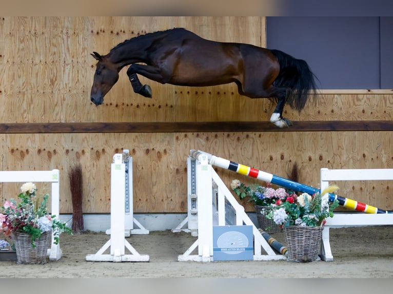 KWPN Sto 3 år 164 cm Mörkbrun in Kinrooi