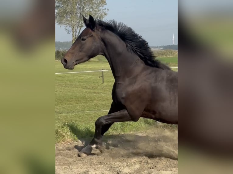 KWPN Sto 3 år 165 cm Mörkbrun in Zwartewaal