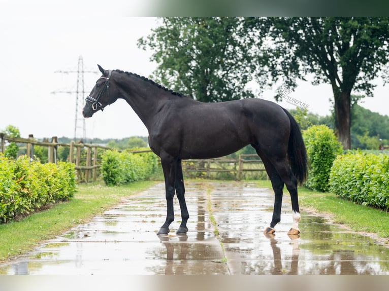 KWPN Sto 3 år 165 cm Svart in Weert