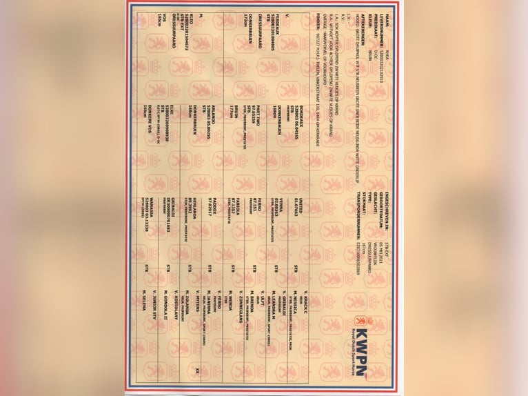 KWPN Sto 3 år 168 cm Brun in Kerkrade