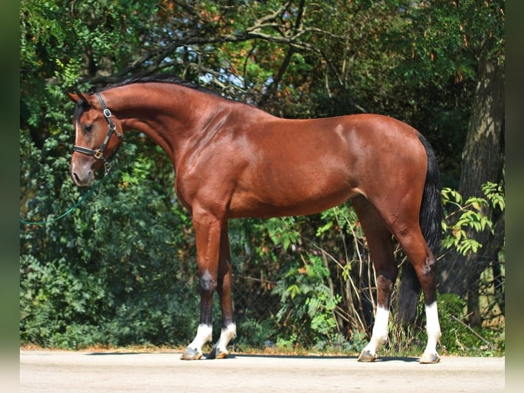 KWPN Sto 3 år 168 cm Brun in Schmilau