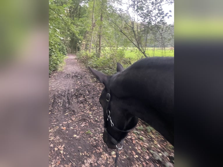 KWPN Sto 3 år 168 cm Svart in Puurs