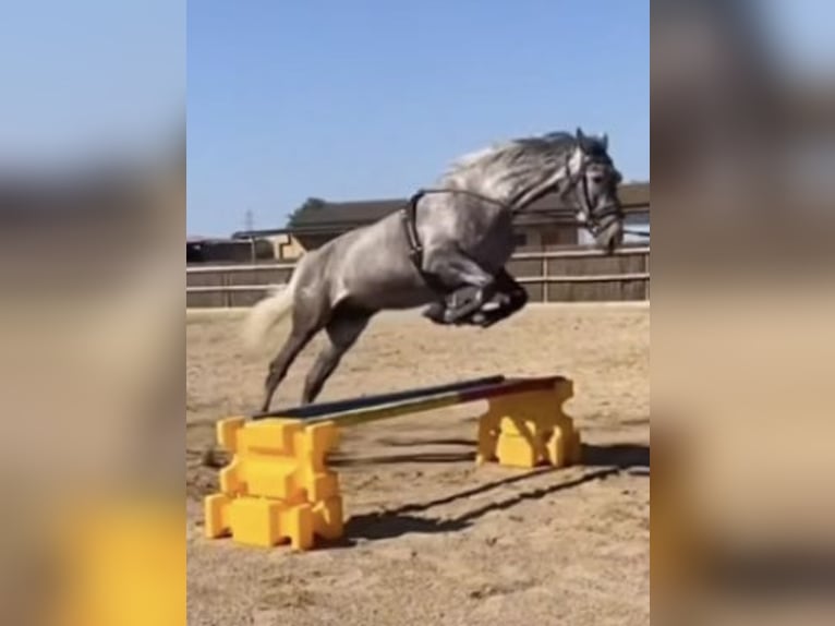 KWPN Sto 4 år 165 cm Grå in Montbrio Del Camp