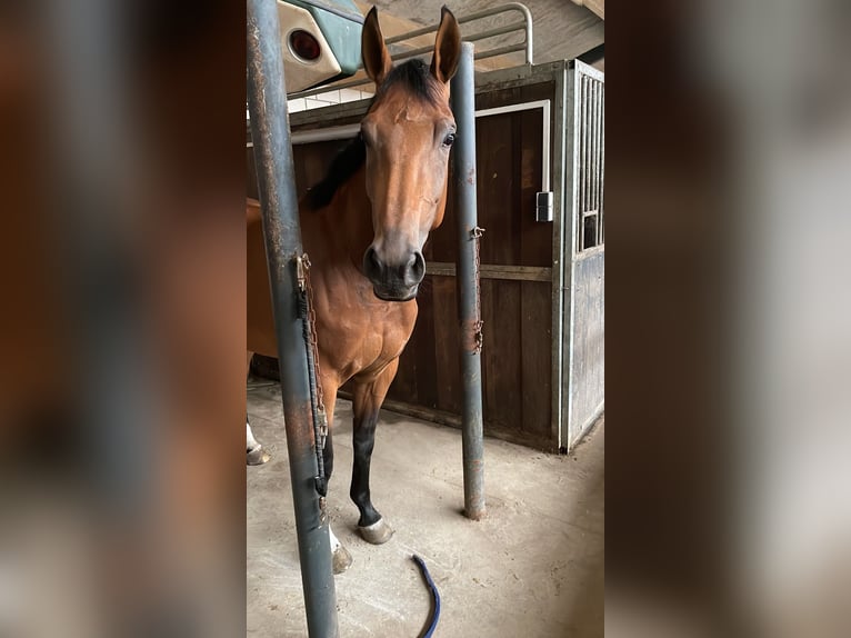 KWPN Sto 4 år 166 cm Brun in Uden