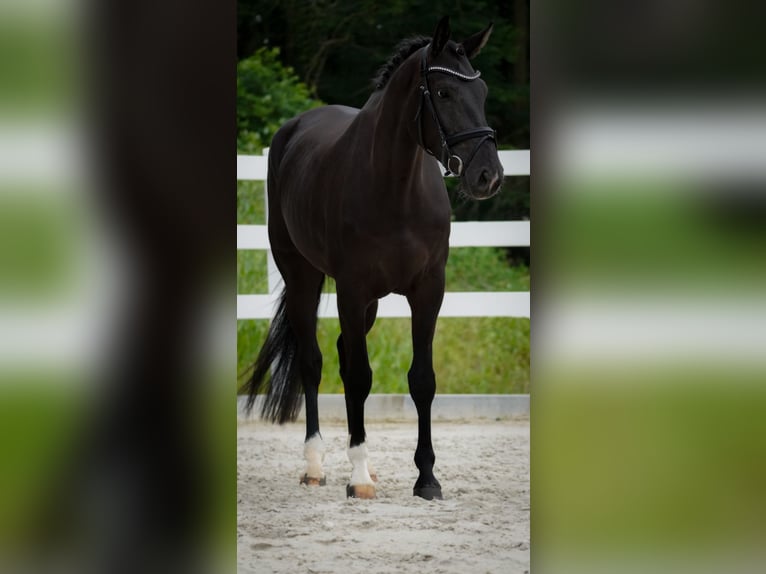 KWPN Sto 4 år 168 cm Svart in Nettersheim