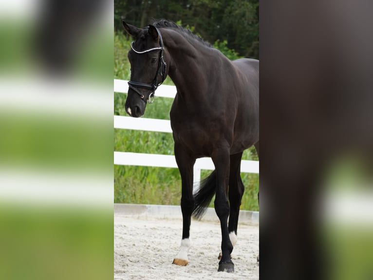 KWPN Sto 4 år 168 cm Svart in Nettersheim