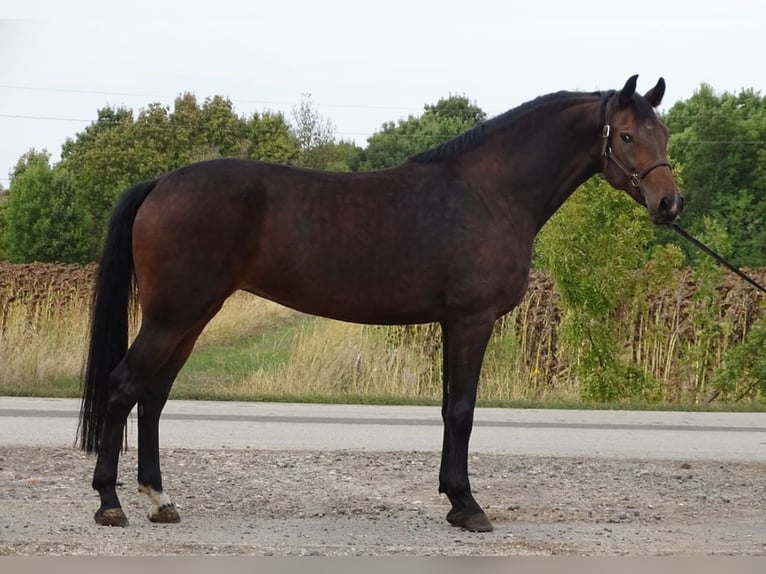 KWPN Sto 4 år 170 cm Mörkbrun in Alt Mölln