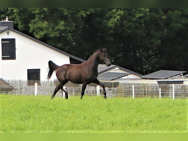 KWPN Sto 5 år 160 cm Svart in Hankensbüttel