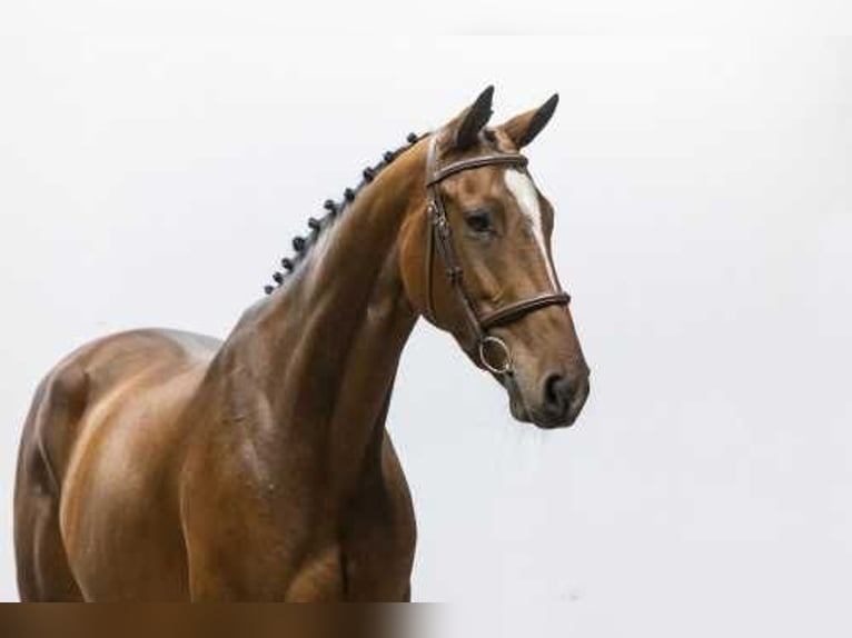 KWPN Sto 5 år 165 cm Brun in Waddinxveen