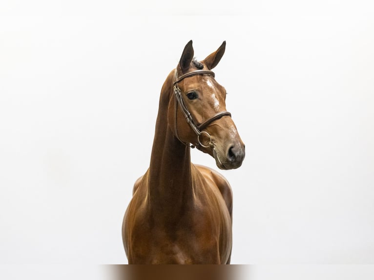 KWPN Sto 5 år 166 cm Brun in Waddinxveen