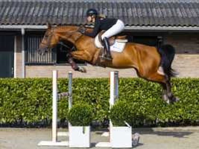 KWPN Sto 5 år 166 cm Brun in Waddinxveen