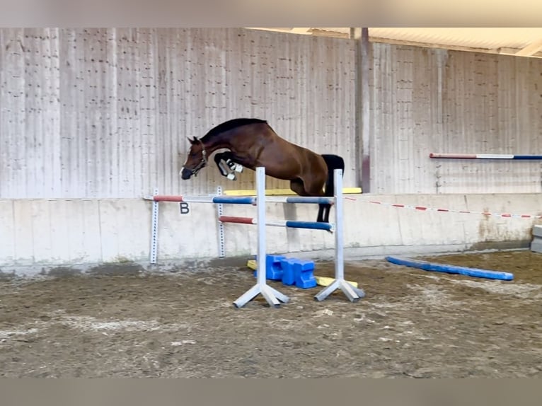 KWPN Sto 5 år 167 cm Brun in Gundelfingen