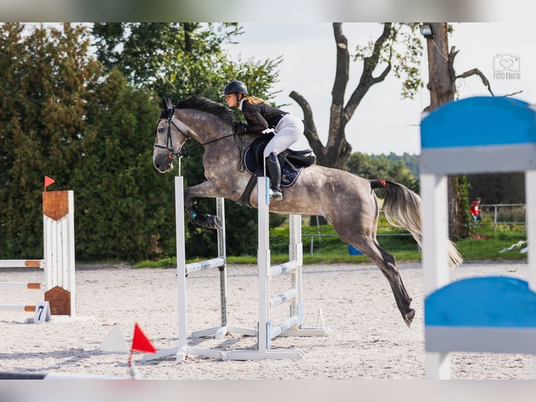 KWPN Sto 5 år 167 cm Grå in Ostroróg