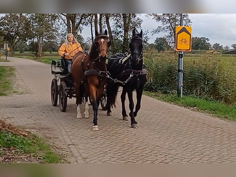 KWPN Sto 5 år 170 cm Brun in Hilvarenbeek