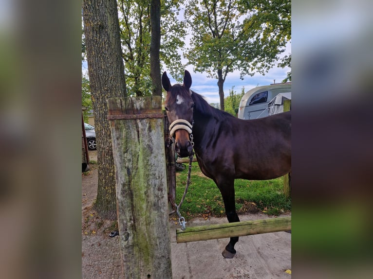 KWPN Sto 6 år 164 cm Mörkbrun in Peize