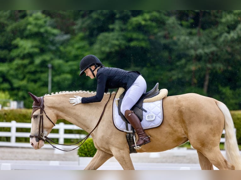 KWPN Sto 6 år 165 cm Palomino in Windlach