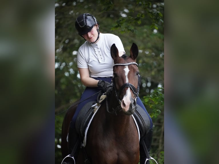 KWPN Sto 6 år 168 cm Brun in Nettersheim