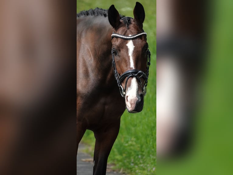 KWPN Sto 6 år 168 cm Brun in Nettersheim