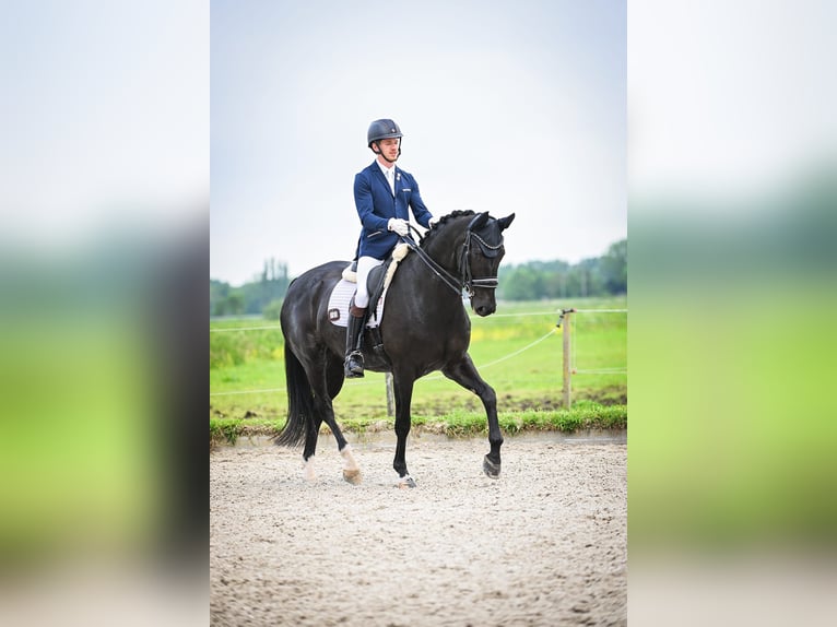 KWPN Sto 7 år 169 cm Svart in Groot-Ammers