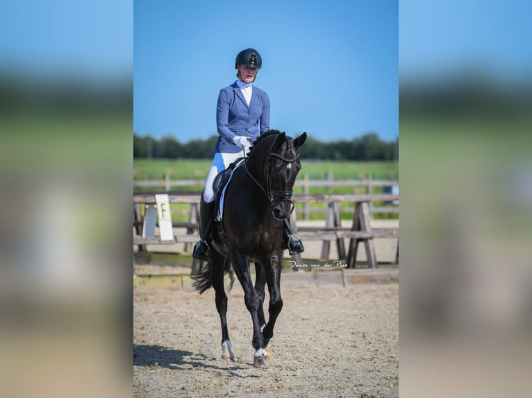 KWPN Sto 7 år 169 cm Svart in Groot-Ammers