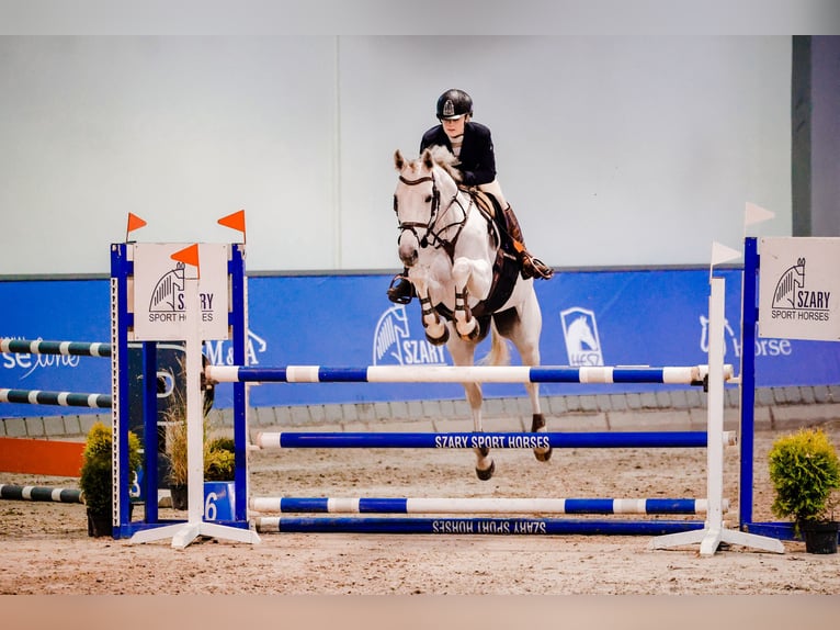 KWPN Sto 8 år 166 cm Grå in Ochodza