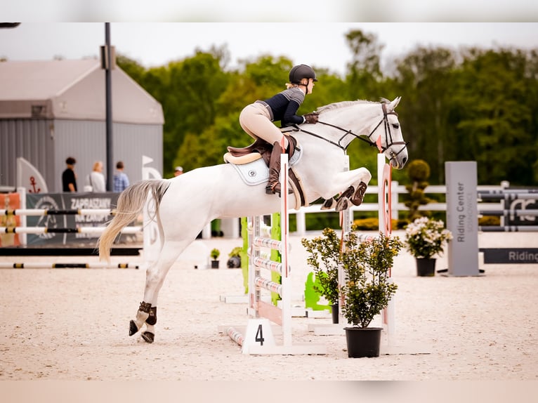 KWPN Sto 8 år 166 cm Grå in Ochodza