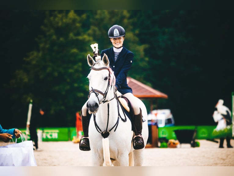 KWPN Sto 8 år 166 cm Grå in Ochodza