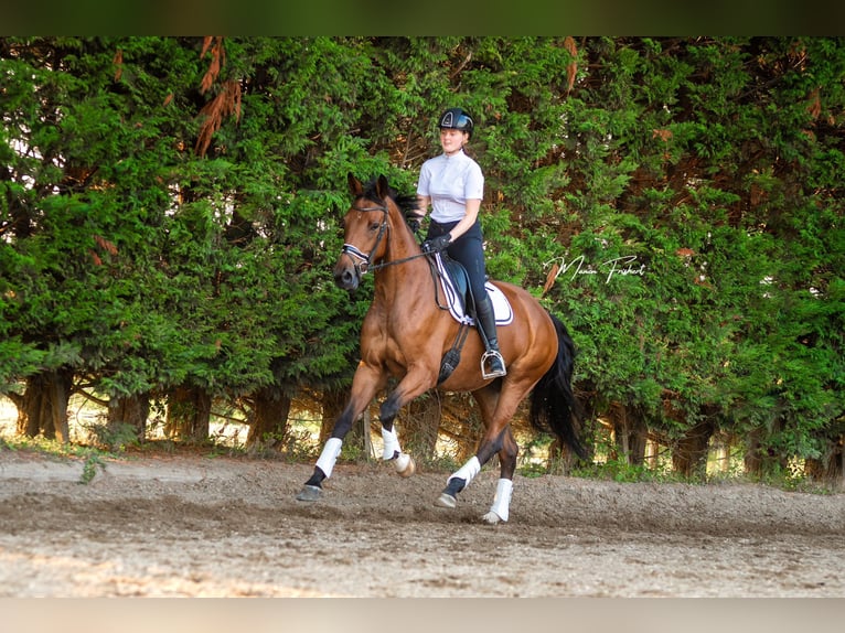 KWPN Sto 8 år 172 cm Brun in Elst