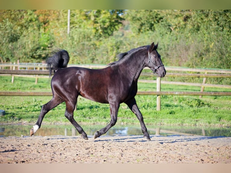 KWPN Sto 9 år 168 cm Rökfärgad svart in Glanville