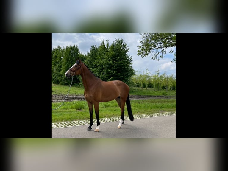 KWPN Sto 9 år 172 cm Mörkbrun in belfeld