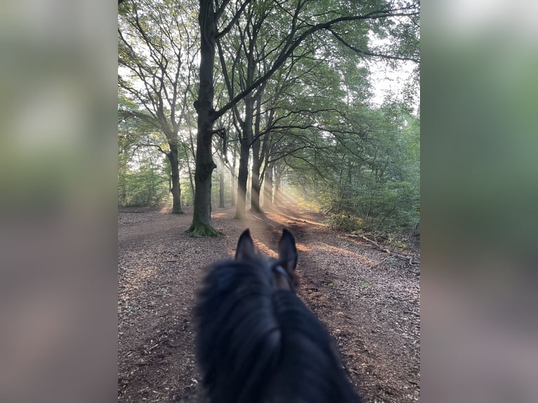 KWPN Sto 9 år 178 cm Mörkbrun in Bilthoven