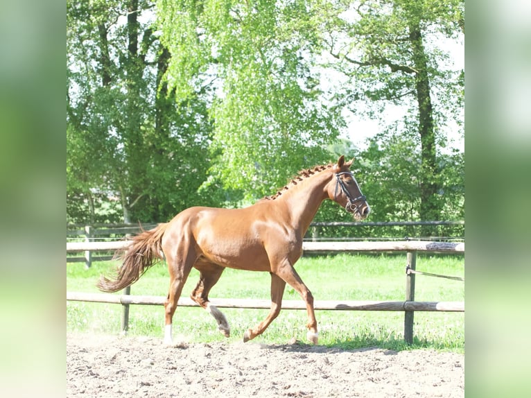 KWPN Mix Stute 10 Jahre 152 cm Dunkelfuchs in Lunteren