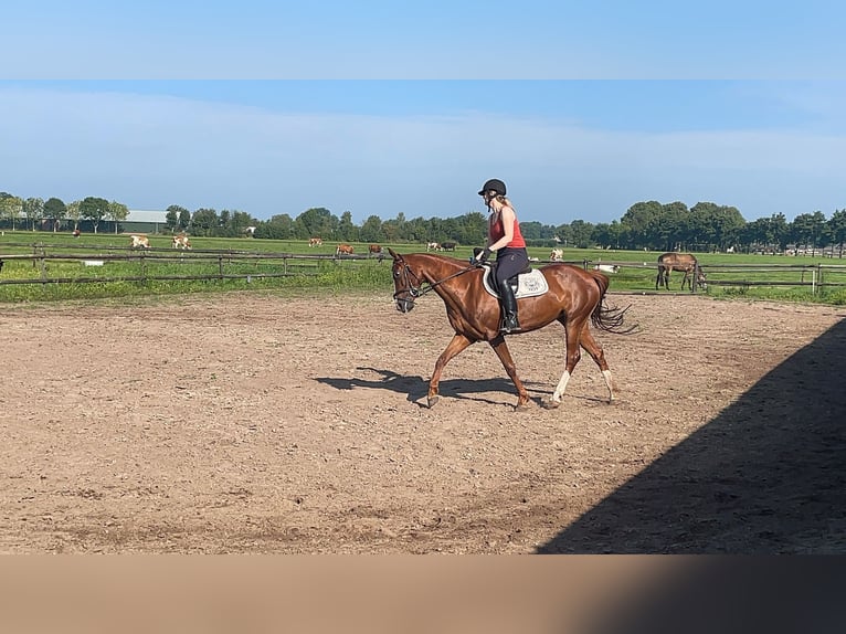 KWPN Mix Stute 10 Jahre 152 cm Dunkelfuchs in Lunteren