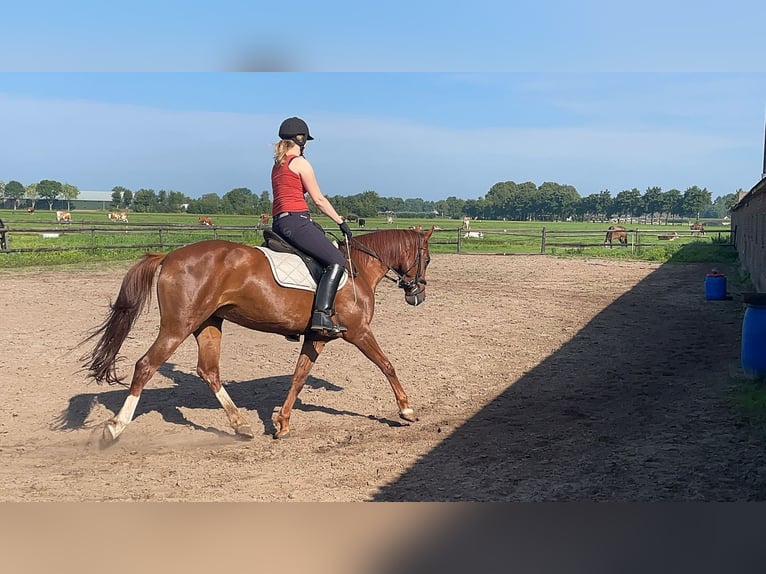 KWPN Mix Stute 10 Jahre 152 cm Dunkelfuchs in Lunteren
