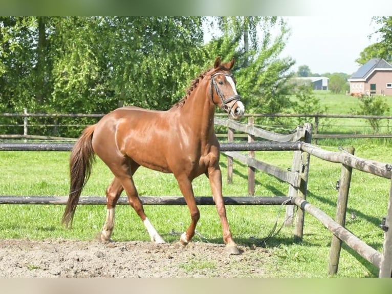 KWPN Mix Stute 10 Jahre 152 cm Dunkelfuchs in Lunteren