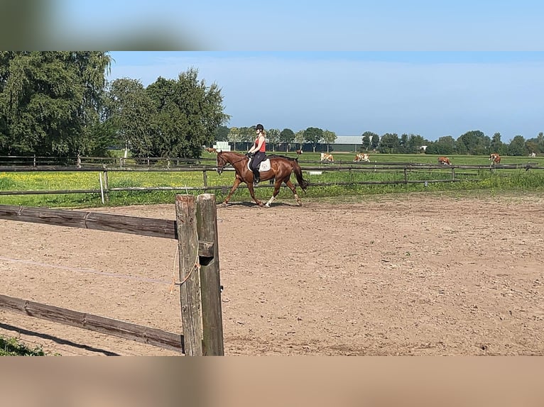 KWPN Mix Stute 10 Jahre 152 cm Dunkelfuchs in Lunteren