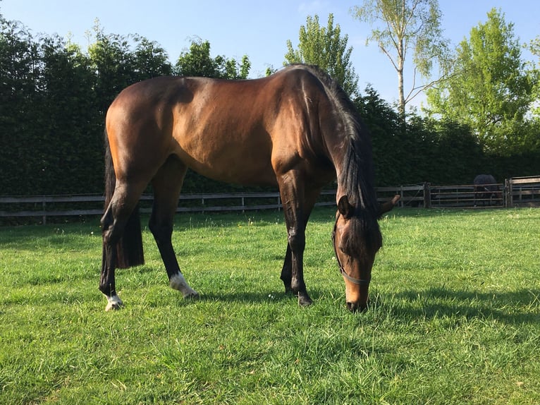 KWPN Stute 10 Jahre 160 cm Brauner in Nijkerkerveen