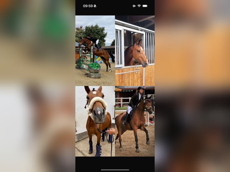 KWPN Stute 10 Jahre 160 cm Brauner in Sch&#xF6;nberg
