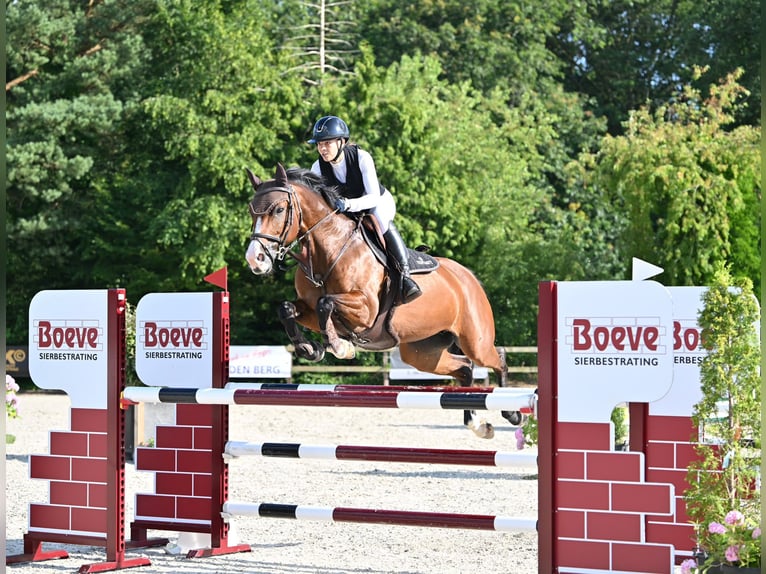 KWPN Stute 10 Jahre 160 cm Brauner in Stokkum