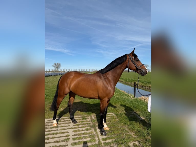KWPN Stute 10 Jahre 160 cm Brauner in Stokkum