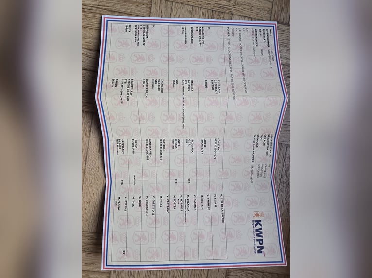 KWPN Stute 10 Jahre 162 cm Brauner in Datteln